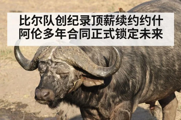 比尔队创纪录顶薪续约约什阿伦多年合同正式锁定未来